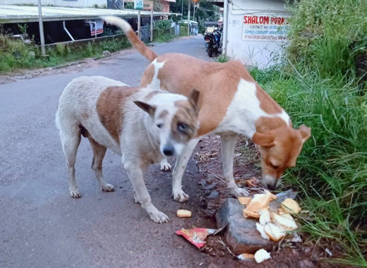 street animals